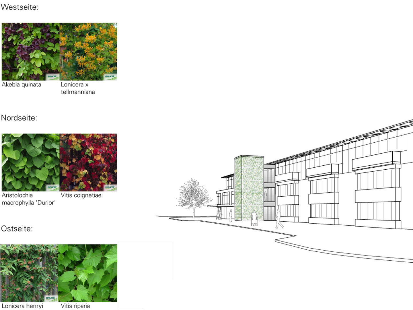 seniorenzentrum_aufzug_anbau_bettenaufzug_fassadenbegruenung_2