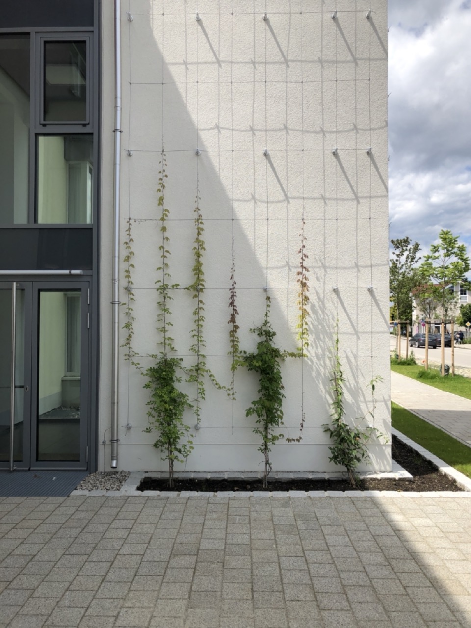 AHS_Aufzug_Fassadenbegrünung